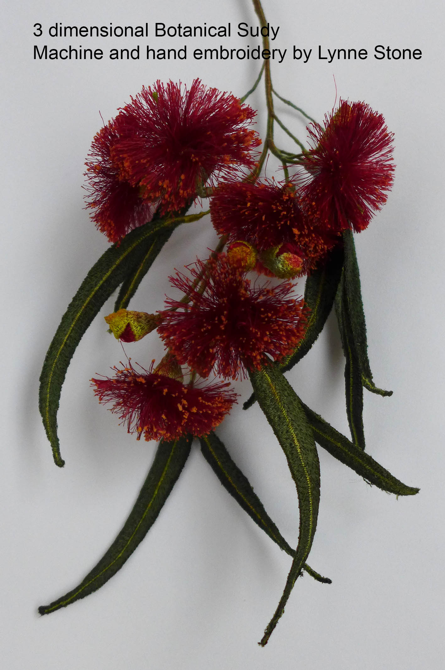 Eucalyptus leucoxylon20-2